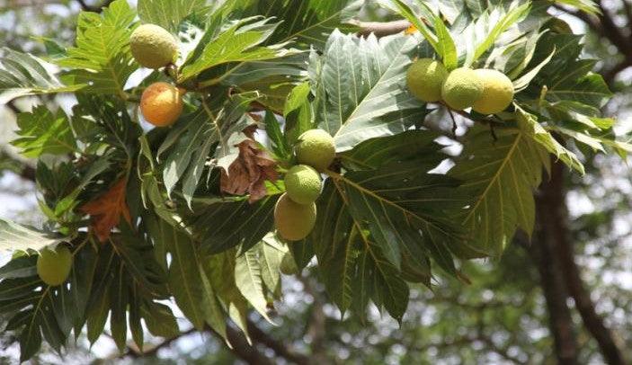 Organic Bread Fruit, Milk Juice Trees (Artocarpus altilis, A. communis, A. incisus) for Sale