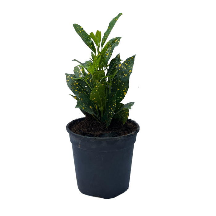 Beautiful and Low Maintenance Aucuba Croton Plant - Get Yours Today!