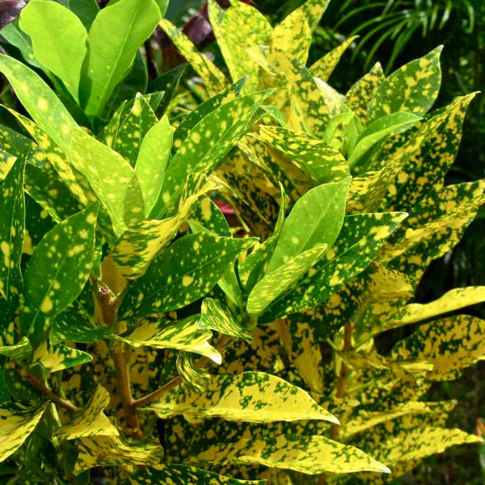 Beautiful and Low Maintenance Aucuba Croton Plant - Get Yours Today!