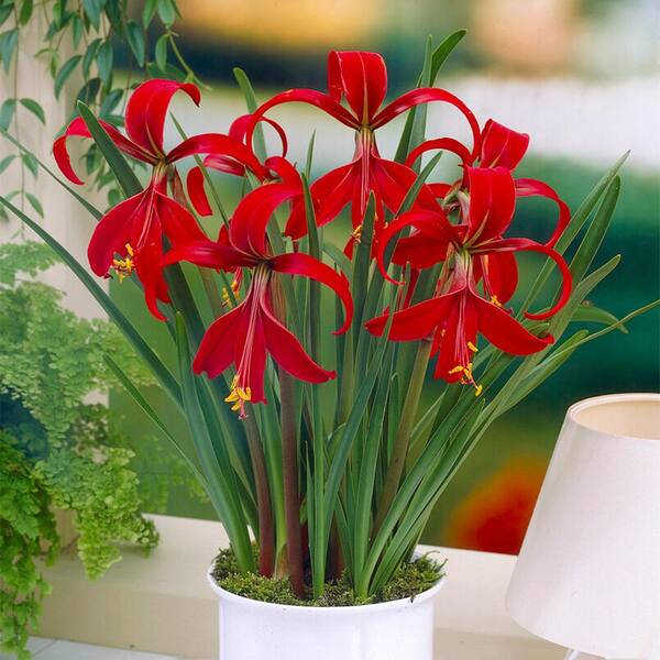 Aztec Lily Flower Bulbs for Home Gardening
