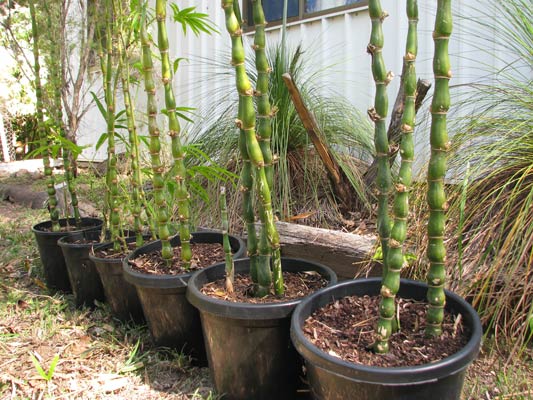 Bambusa Ventricosa Dwarf - Buddha Belly Bamboo