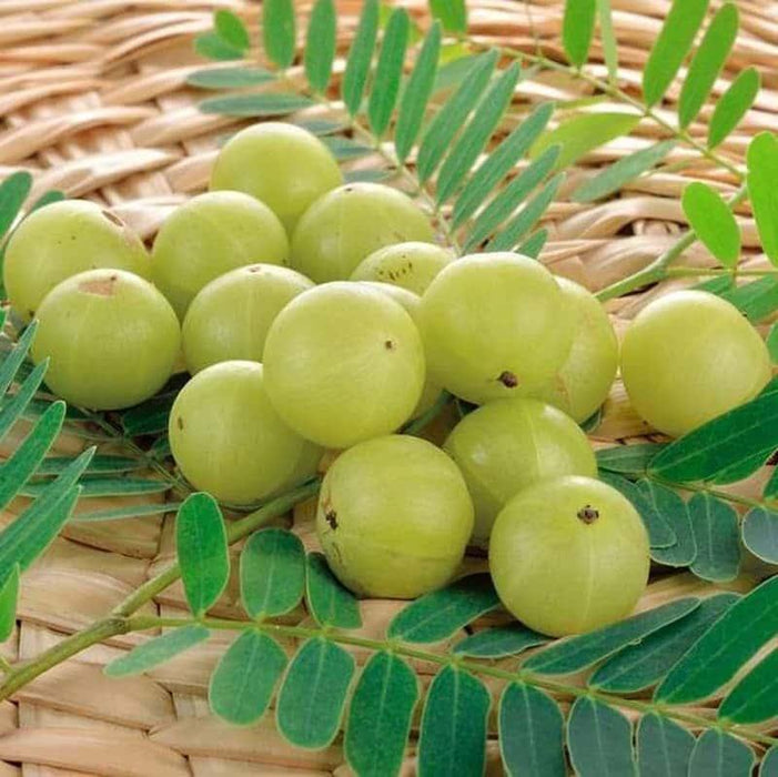 Buy Fresh Banarasi Amla Plant - Experience the Nutritional Benefits of Gooseberry Today