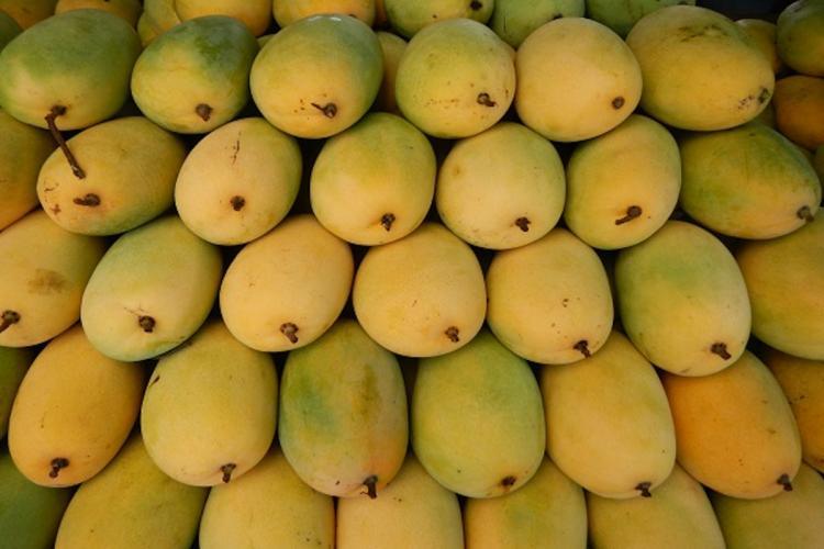 High-Quality Benishan Mangoes from Banganapalle - Fresh and Sweet, Order Today!