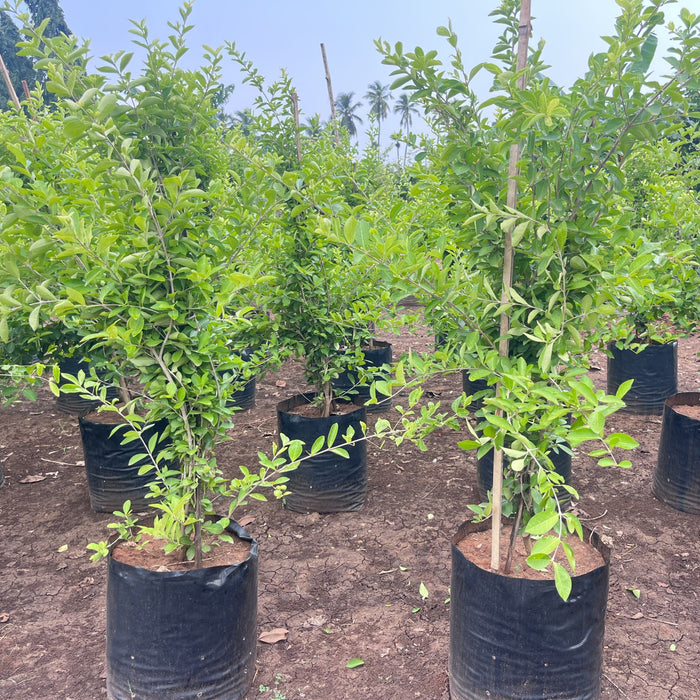 Grow Your Own Sweet & Juicy Barbados Cherries with Our Malpighia Species Trees