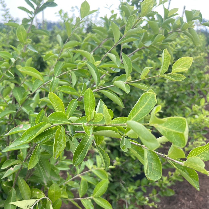 Grow Your Own Sweet & Juicy Barbados Cherries with Our Malpighia Species Trees