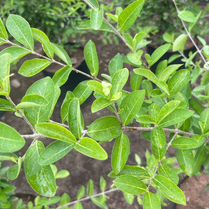 Grow Your Own Sweet & Juicy Barbados Cherries with Our Malpighia Species Trees