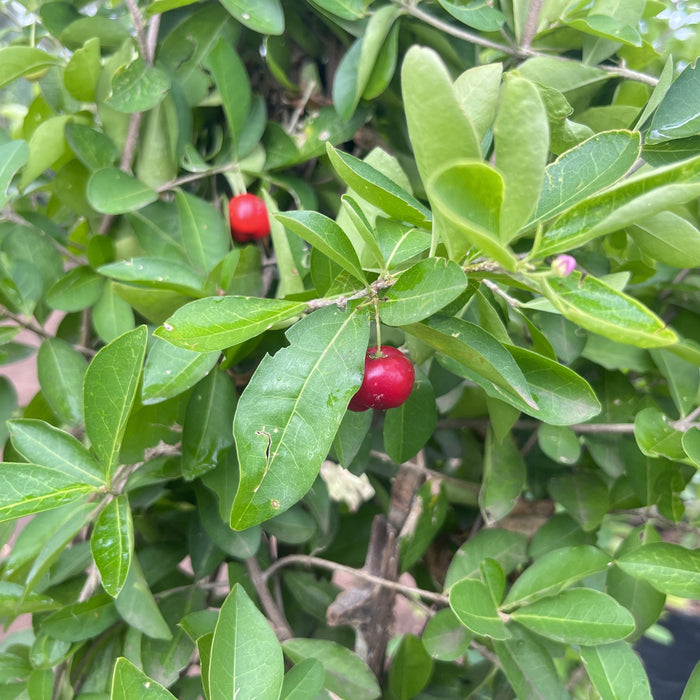 Grow Your Own Sweet & Juicy Barbados Cherries with Our Malpighia Species Trees