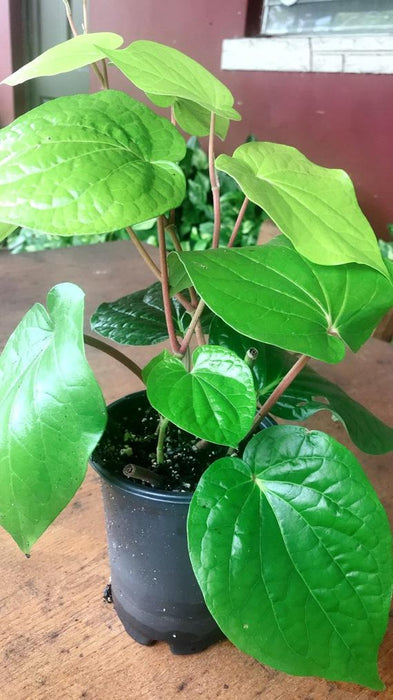 Maghai Paan/Betel Leaf  - Medicinal & Aromatic Plants