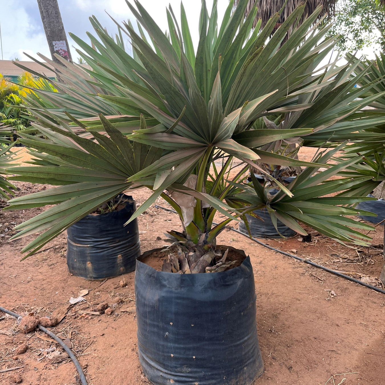 Palms