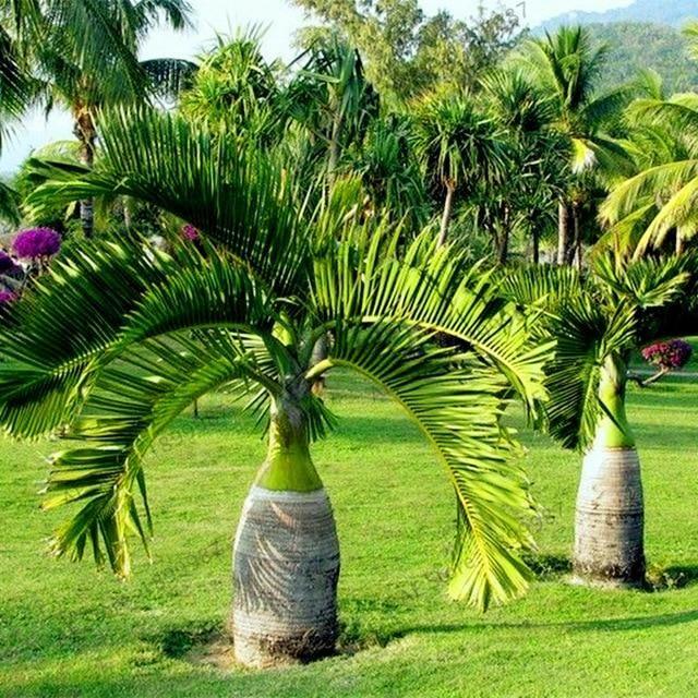 Stunning Bottle Palm (Hyophorbe Lagenicaulis) Plant for Sale