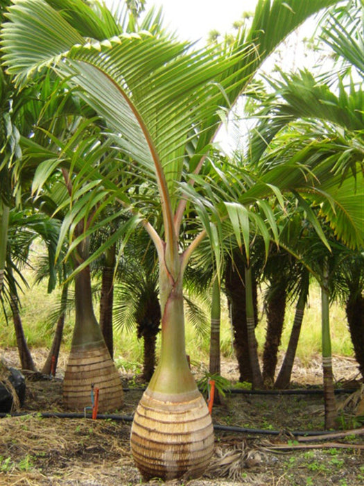 Stunning Bottle Palm (Hyophorbe Lagenicaulis) Plant for Sale