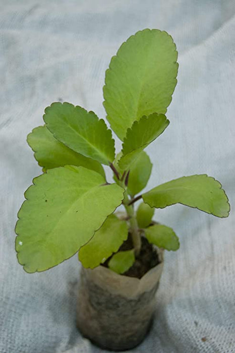 Bryophyllum pinnatum - Plant