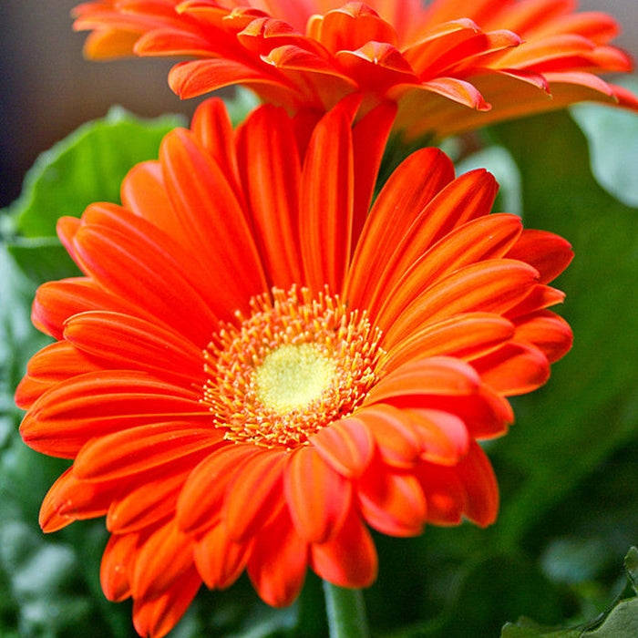 Gerbera Plant Orange  - Top Bed Room