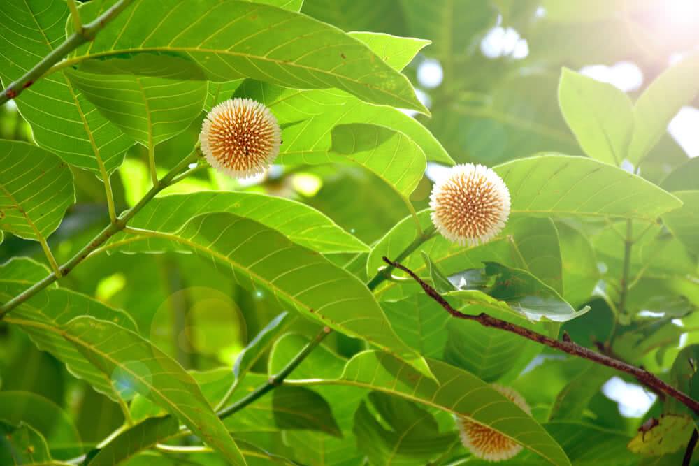 Buy Fresh and Healthy Cadamba/Burflower/Kadam/Kadamba Tree - A Perfect Addition to Your Garden!