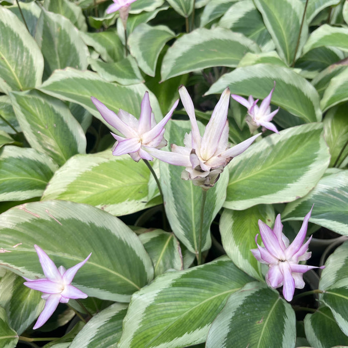 Purchase Your Calathea Bicajoux Pink Plant Today!