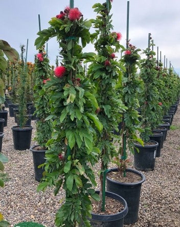 Calliandra/Powder Puff Red - Avenue Trees