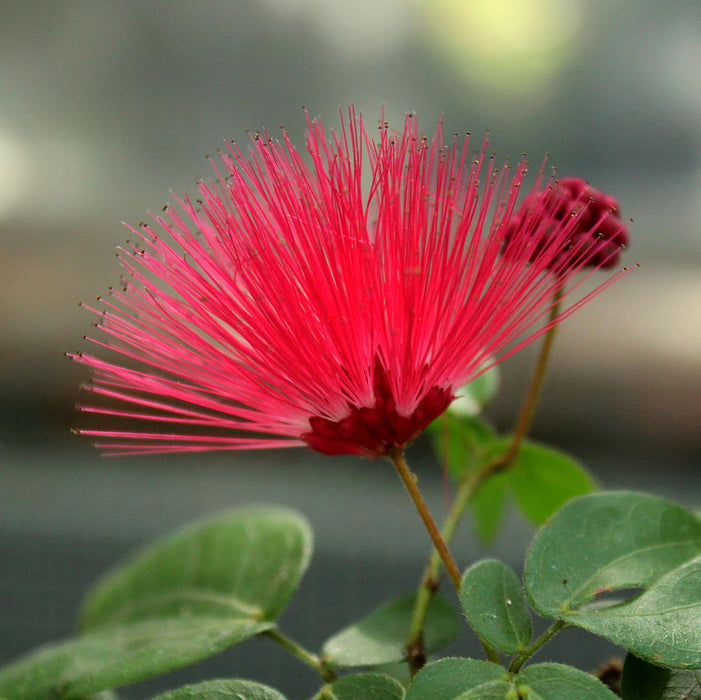 Calliandra/Powder Puff Red - Avenue Trees