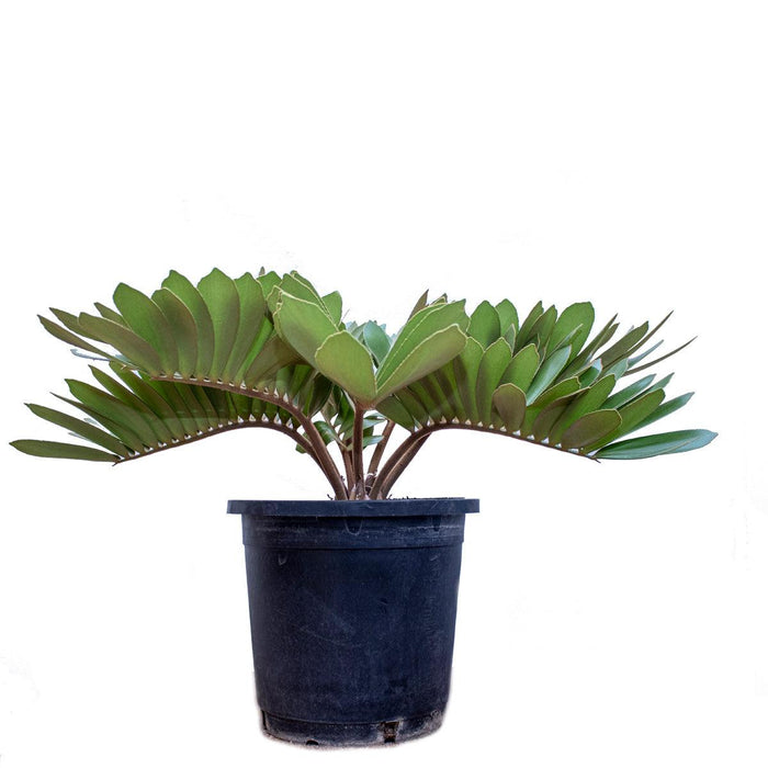 Bring the Tropics to Your Home with a Beautiful Cardboard Palm Plant