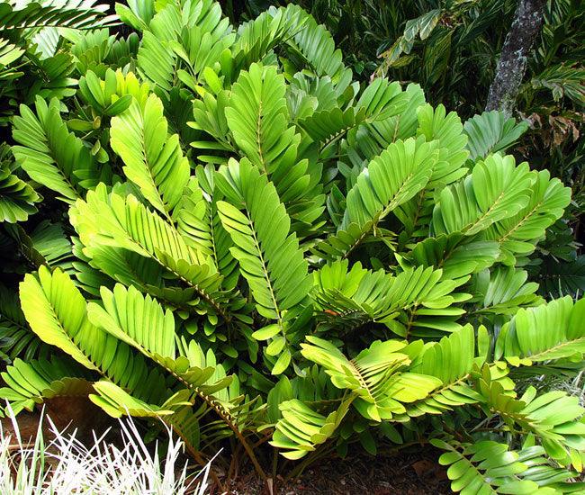 Bring the Tropics to Your Home with a Beautiful Cardboard Palm Plant