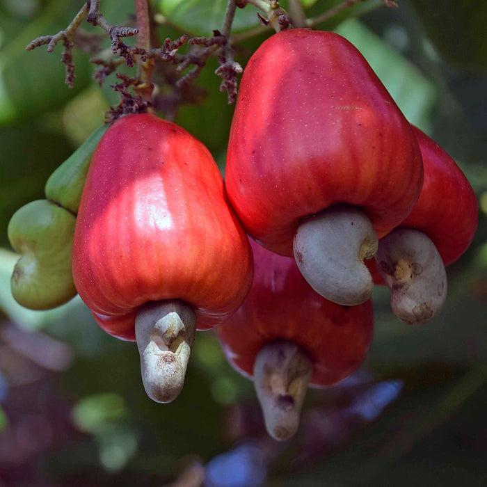 Cashew Nut Garden Rare Grafted Apple Kaju Fruit For Roof Top Plant(1 Healthy Live Plant)