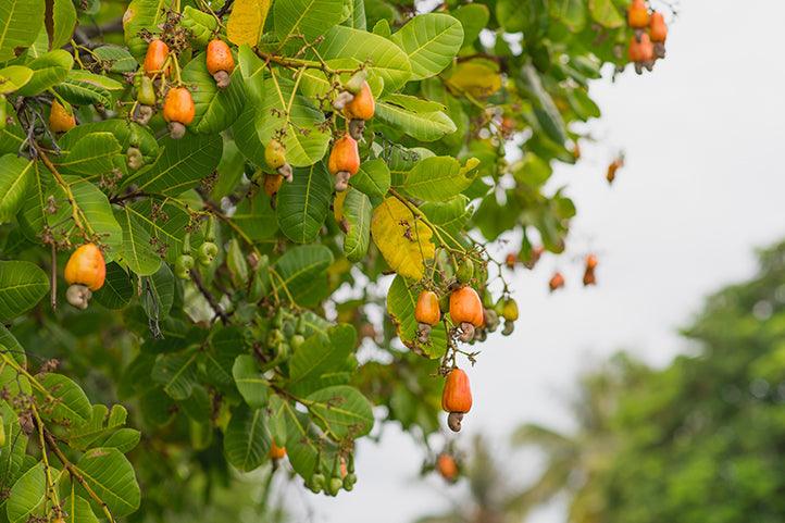 Cashew Nut Garden Rare Grafted Apple Kaju Fruit For Roof Top Plant(1 Healthy Live Plant)