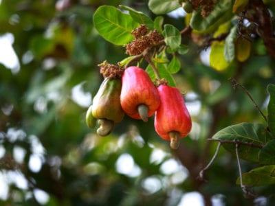 Cashew Nut Garden Rare Grafted Apple Kaju Fruit For Roof Top Plant(1 Healthy Live Plant)