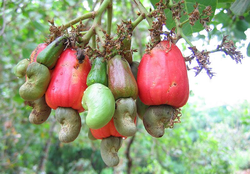 Cashew Nut Garden Rare Grafted Apple Kaju Fruit For Roof Top Plant(1 Healthy Live Plant)