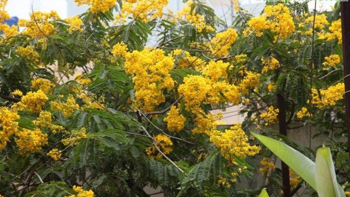 Buy November Shower Plant - Cassia multijuga or Senna multijuga for Sale Online