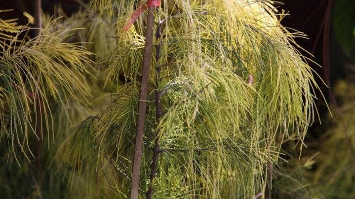 Grow Your Garden with the Golden Charm of Casuarina equisetifolia aurea