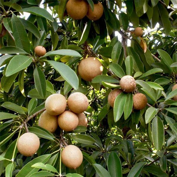 Get Your Hands on the Sweetest and Healthiest Chikoo (Kalapati) Sapota Plant - Grafted and Ready to Grow!