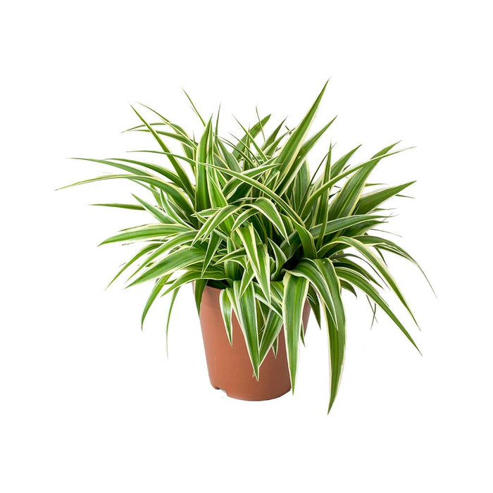 Chlorophytum comosum/Spider Plant - Indoor Air-Purifying