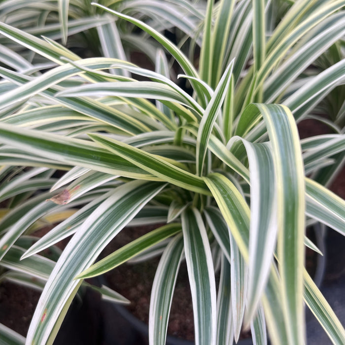 Variegated Spider Plant (Chlorophytum comosum) - Add a Pop of Color to Your Space!