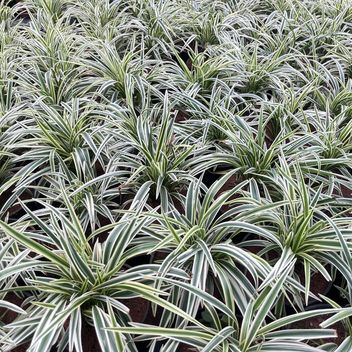 Variegated Spider Plant (Chlorophytum comosum) - Add a Pop of Color to Your Space!