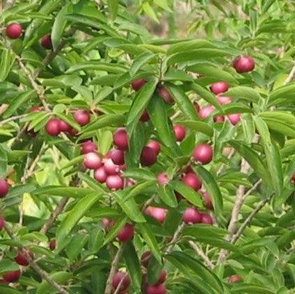 Buy Fresh Chrysodalanus Icaco (Cocoplum) Plants Online Now!