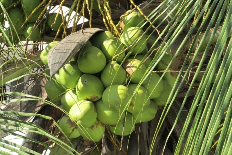 Coconut Dwarf High Yield Rare  " Chennagi " Live Plant - Leaf Green Coconut Live Plant Rare ( 1 Healthy Live Fruit Plant )