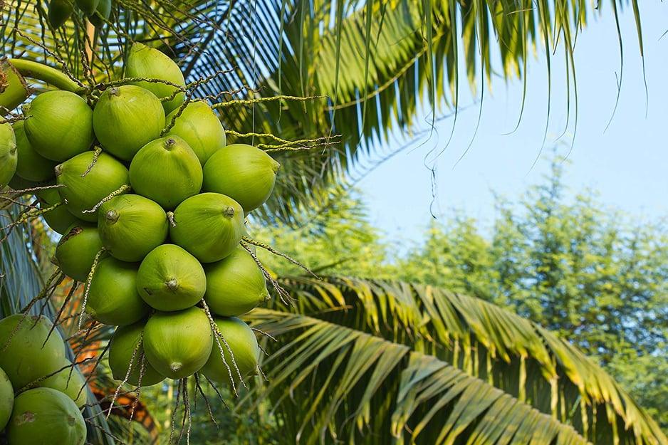 Coconut Dwarf High Yield Rare  " Chennagi " Live Plant - Leaf Green Coconut Live Plant Rare ( 1 Healthy Live Fruit Plant )