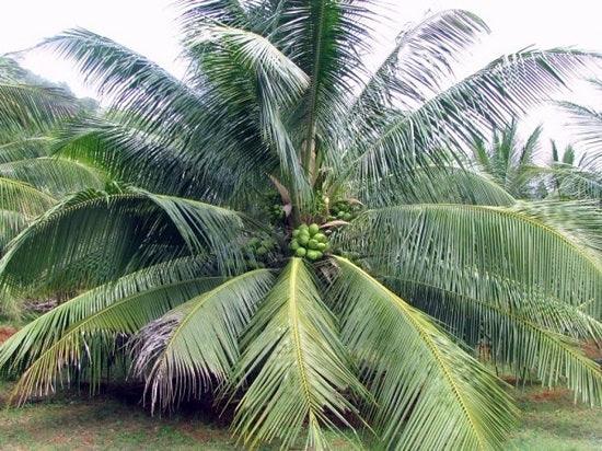 Exotic Coconut East Coast Tall Palm Tree - Add a Tropical Touch to Your Landscape Today!