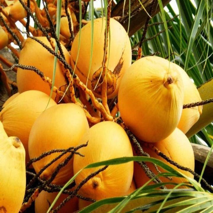 Coconut Live Plant High Yield Hybrid Rare  - Dwarf Coconut" Yellow Malayan" Live Plant Kerala