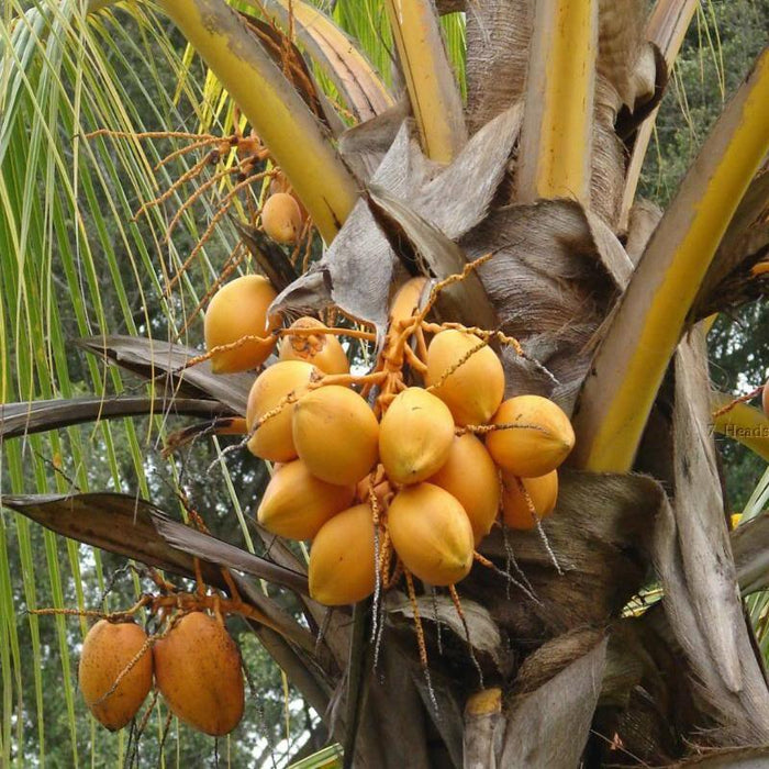 Coconut Live Plant High Yield Hybrid Rare  - Dwarf Coconut" Yellow Malayan" Live Plant Kerala