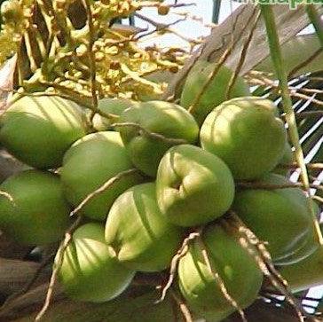 Cocos nucifera Coconut Fruit Live Plant. (West Coast Tall Coconut)