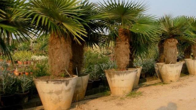 Buy the Hardy and Resilient Old Man Thatch Palm (Cocothrinax crinita) for Your Landscape