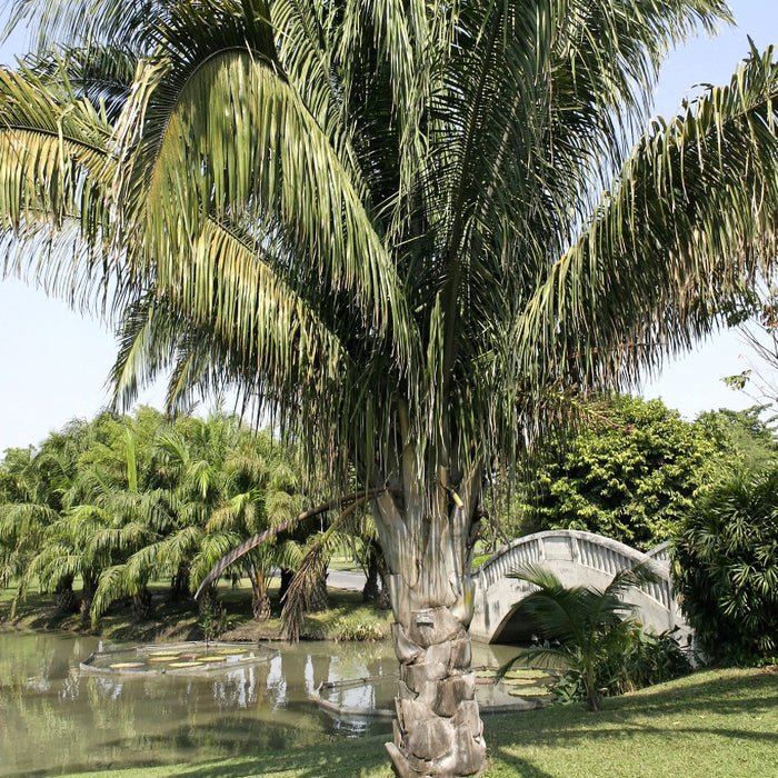 Beautiful Attalea cohune Palm Plant - Add Exotic Charm to Your Garden Today