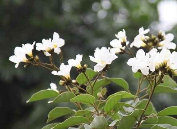 Exotic Tree Collection | Cordia Boissieri, Taxas Olive, Ancahvita, Cordia White Trees for Sale