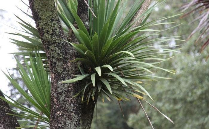 Buy Your Majestic Cordyline Australis (Cabbage Tree) Today - Add a Touch of Tropical Beauty to Your Garden!