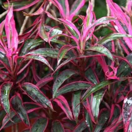 Adorable Cordyline & Dracena Baby Doll Plants - Add a Touch of Cuteness to Your Garden!