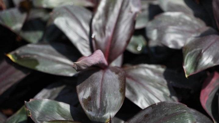 Experience the Bold Beauty of Cordyline Black Ruby Plant - Buy Now!