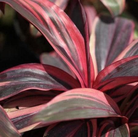 Bring a Touch of Pink to Your Home with Cordyline Ctc Pink Hybrid and Dracaena Ctc Pink Hybrid Plants