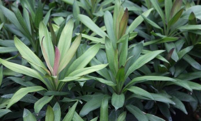 Stunning Green Dracaena Cordyline Glauca Plant for Sale