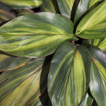 Buy Cordyline Lemon Streak: Add a Splash of Citrus to Your Garden with Cordyline Ctc Lemon Streak Plant