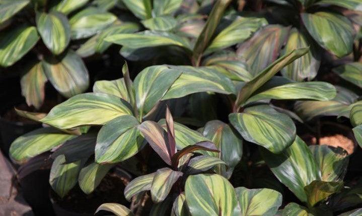 Buy Cordyline Lemon Streak: Add a Splash of Citrus to Your Garden with Cordyline Ctc Lemon Streak Plant